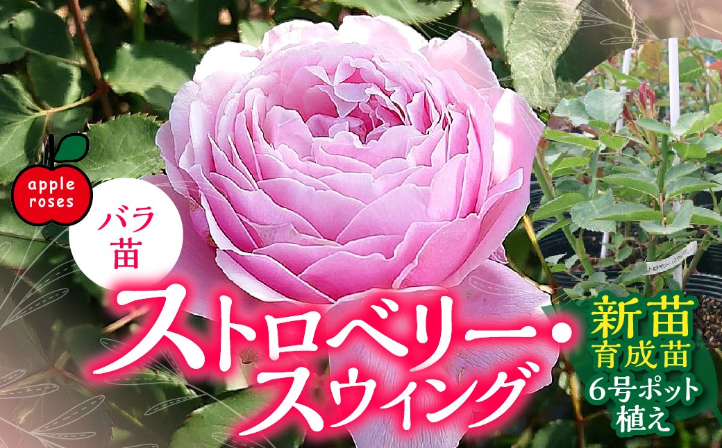 
                  【Apple Roses】バラ苗『ストロベリー・スウィング』新苗育成苗6号ポット植え 【 ふるさと納税 埼玉県 飯能市 送料無料 薔薇 ばら 花 苗木 ガーデニング ガーデン 園芸 プレゼント ギフト 贈り物 記念日 母の日 誕生日 】 HNNH021
                