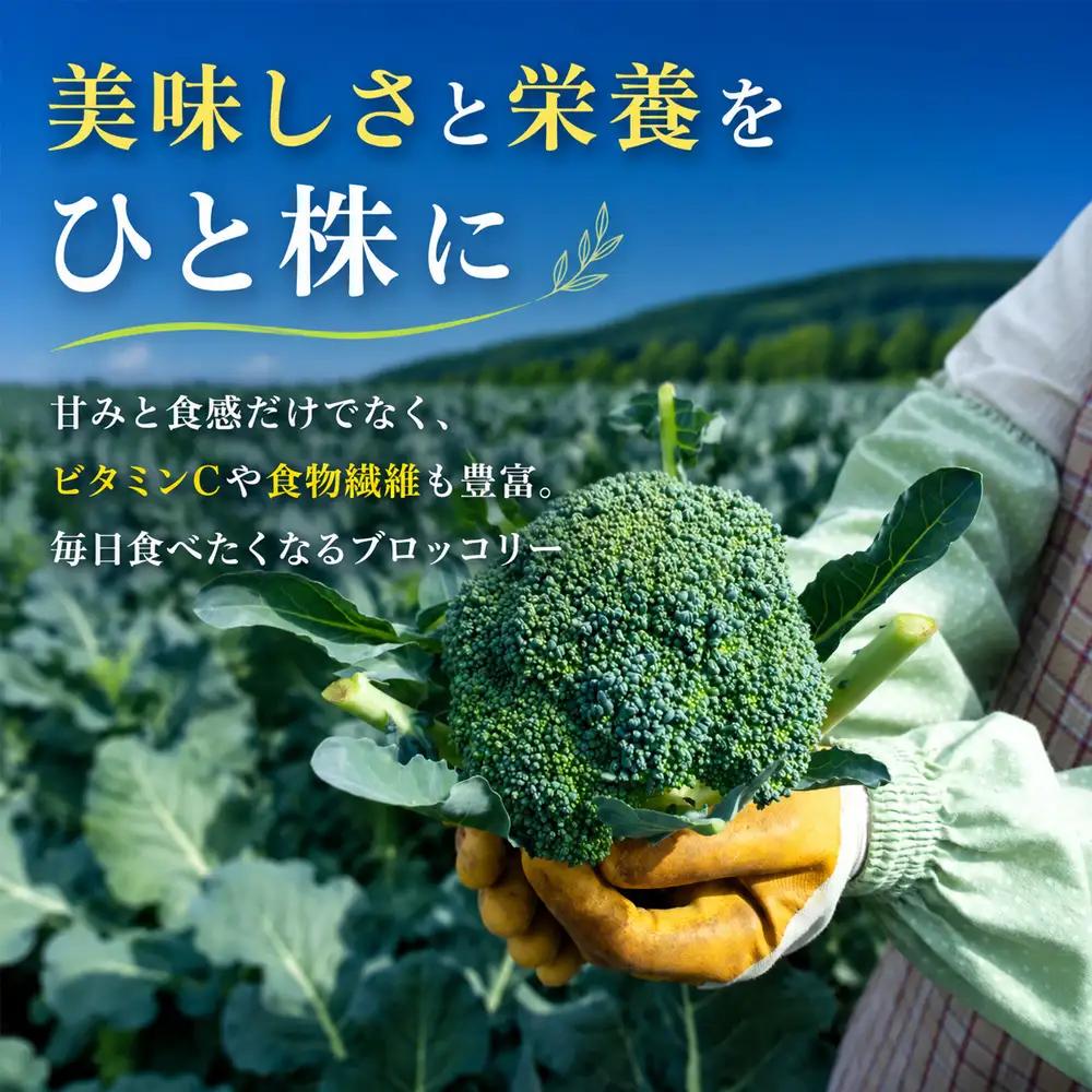 【令和8年産】ブロッコリー 5株 Lサイズ 北海道 ブロッコリー
