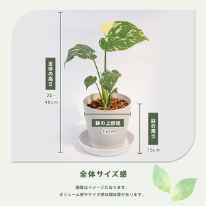 観葉植物 モンステラ・タイコンステレーション 20cm～40cm Green Base IB003-052 観葉植物 観葉植物