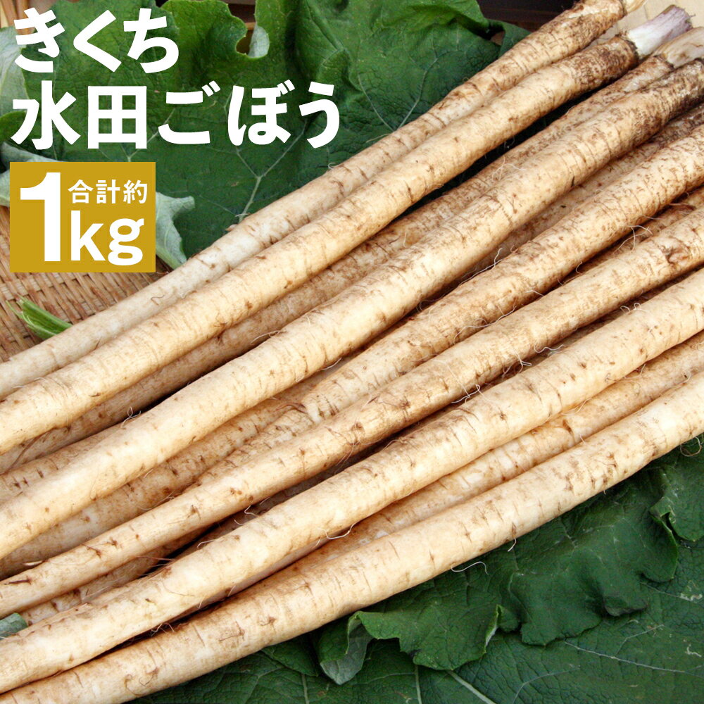 【ふるさと納税】きくち水田ごぼう 合計約1kg 2〜3本(約200g)×5袋 下処理不要 牛蒡 ごぼう 野菜 根菜 菊池市産 熊本県産 国産 送料無料《90日以内出荷予定(土日祝除く)》