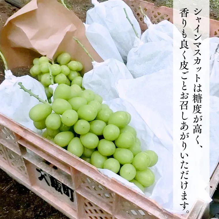 シャインマスカット 約4kg (桜川市・石岡市共通返礼品） 2026年9月上旬発送開始 開田ぶどう園 産地直送 フルーツ 甘い 直送 茨城 限定 ギフト ぶどう シャインマスカット 果物 [DO006