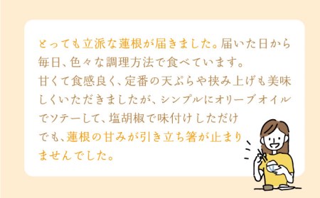 【先行予約】【3回定期便】田島屋れんこん 約2kg/回（総計約6kg）泥付き【田島屋れんこん】 /新鮮なれんこんを産地直送！ れんこん 蓮根 レンコン 佐賀県産 白石町産れんこん 泥付きれんこん れん