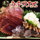 【ふるさと納税】ウチワエビ(小) 天然ほんまもん！1500g(18~20匹前後) 国産 東洋町産 天然 新鮮 海鮮 刺身 焼き ボイル 四国 お取り寄せ お祝い 記念日 贈り物 送料無料