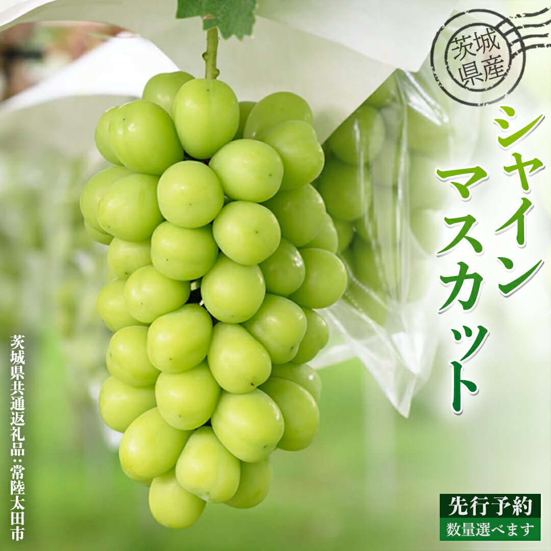 【ふるさと納税】 茨城県産 梨 シャインマスカット 選べる内容量 約 3kg ～約 5kg ( 茨城県共通返礼品 : 常陸太田市 ) 【 2025年 9月中旬頃より発送 】 シャインマスカット フルーツ ぶどう 葡萄 ブドウ マスカット 果物 期間限定 数量限定