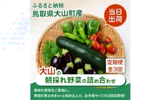 MS-03　新鮮朝採れ野菜　お手頃セット頒布会　（計3回）