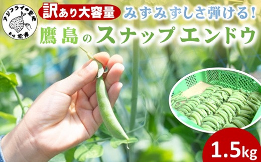 
            訳あり大容量！みずみずしさ弾ける!鷹島のスナップエンドウ 1.5kg ( 訳アリ えんどう エンドウ 豆 旬の野菜 野菜 新鮮 朝摘み )【B0-246】
          