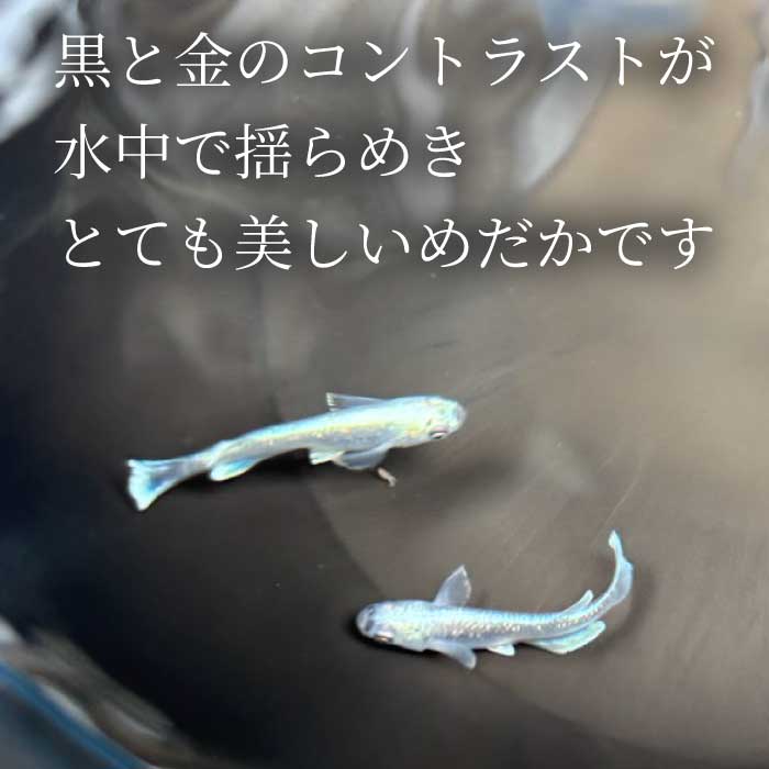 クラウディオ 2匹（雄・雌 各1匹）めだか メダカ 飼育 生体 観賞魚 魚 ペット おまかせ ミックス おすすめ 水槽 インテリア 生物 鑑賞 熱帯魚 アクアリウム 熱帯 淡水魚 243008