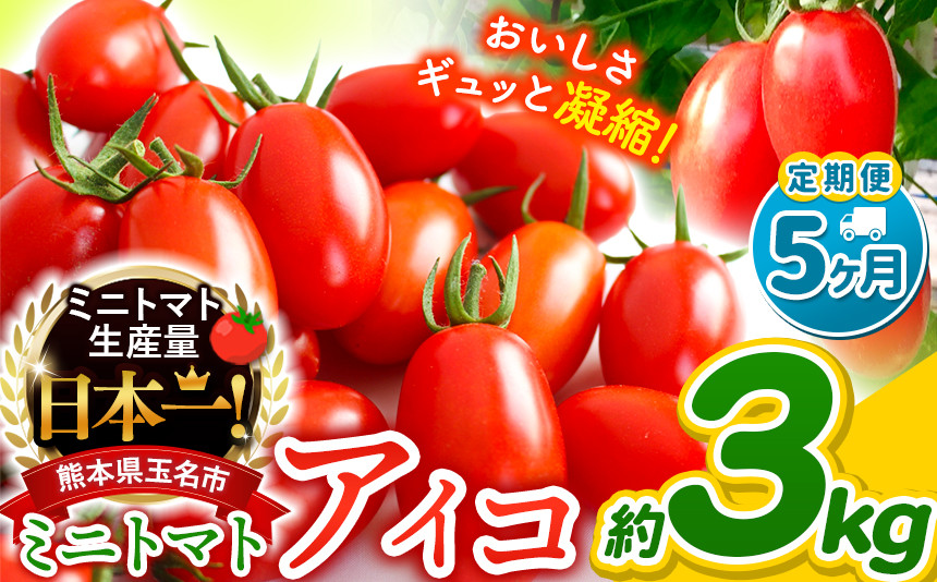 
                  【 定期便 5回 】ミニトマト アイコ 約 3kg サザキ農園 | 野菜 やさい トマト とまと ミニトマト アイコ 熊本県 玉名市 生産量 日本一 玉名市 !!
                