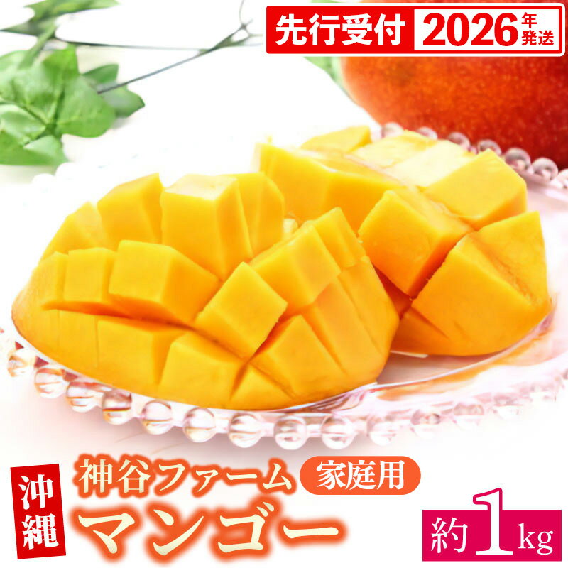 【ふるさと納税】【先行受付】【2026年発送】神谷ファームのマンゴー（家庭用）約1Kg - 先行予約 沖縄県産 産地直送 南国フルーツ 旬の味覚 季節の果物 ご自宅用 沖縄マンゴー 沖縄県 八重瀬町