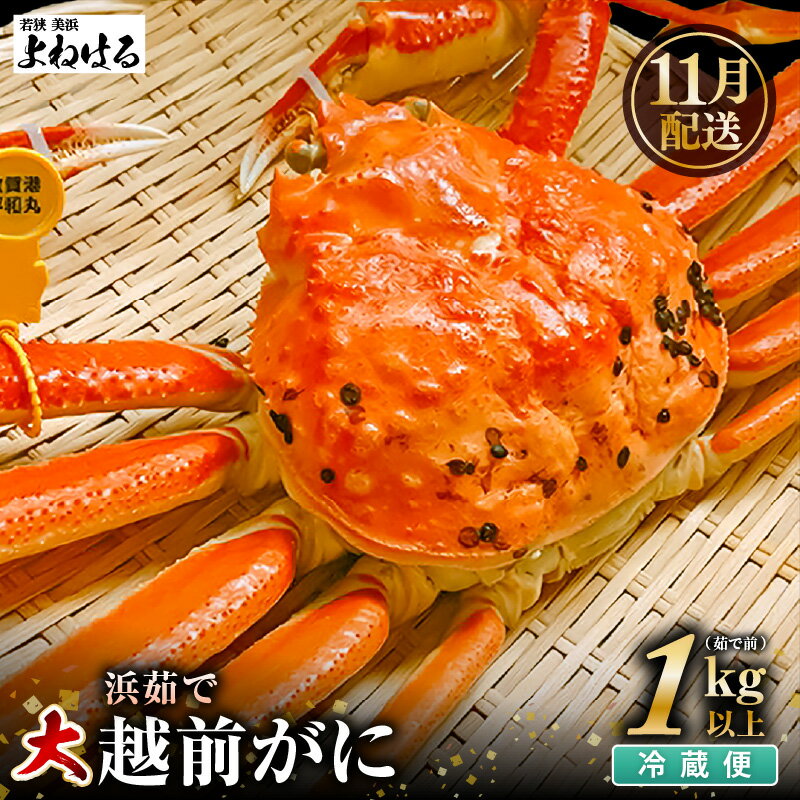 【ふるさと納税】【先行予約】≪浜茹で≫ 天然 越前がに 大サイズ (茹で前約1kg) × 1杯 冷蔵 届いてすぐお召し上がりいただけます！ タグ付 福井を代表する冬の味覚 【2025年11月中旬以降順次発送予定】