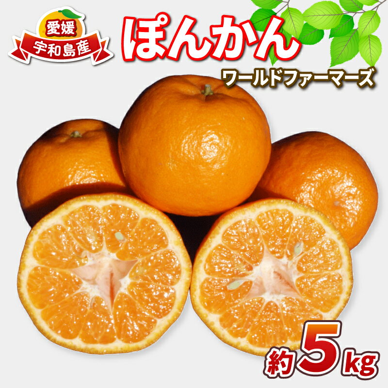 【ふるさと納税】 ぽんかん 5kg ワールドファーマーズ 先行予約 ポンカン みかん mikan 愛媛ミカン 愛媛蜜柑 愛媛みかん 果物 くだもの フルーツ 柑橘 甘い ジューシー 果肉 みかん 蜜柑 数量限定 産地直送 農家直送 国産 愛媛 宇和島 B010-024031