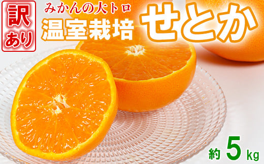 
【訳あり品】岩尾農園の温室栽培せとか 約5kg 先行予約 柑橘類 みかん ＜066-002_5＞
