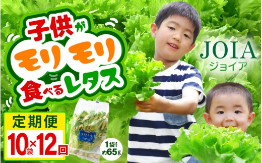 定期便 ≪12ヶ月連続お届け≫苦くな～い！野菜ぎらいの子もモリモリ食べるやさしいレタス 約65g×20袋（栽培期間中農薬不使用・洗わず食べられる）【野菜 生野菜 レタス サラダ お弁当 水耕栽培 洗わず食べられる 時短 付け合わせ】[m40-o003]