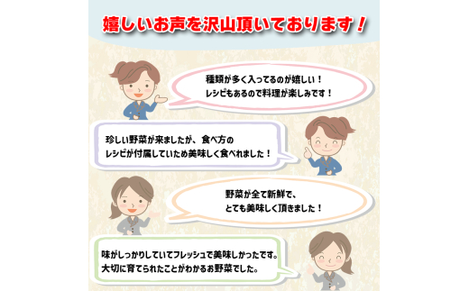 【早期予約】 野菜定期便 12ヶ月 野菜 厳選 季節 旬野菜 セット 11 ～ 13 品 | 野菜 定期便 12回 12ヶ月 12か月 新鮮 採れたて 定番野菜 セット 定期便 詰め合わせ セット き