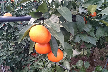 『先行予約』【令和8年1月から発送】吉田みかん園の樹上完熟みかん 10kg 柑橘 ミカン 蜜柑 フルーツ 果物