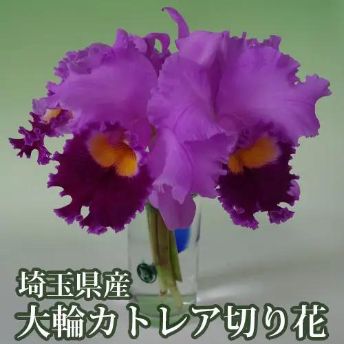 埼玉県産大輪カトレア切り花7輪前後入（ピンク系）  [No.158]