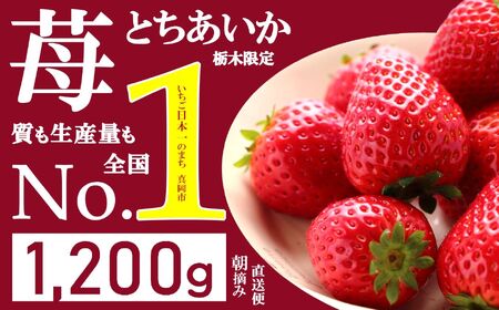 【先行予約】とちあいか いちご 1200g | ｲﾁｺﾞｲﾁｺﾞｲﾁｺﾞｲﾁｺﾞｲﾁｺﾞｲﾁｺﾞｲﾁｺﾞｲﾁｺﾞｲﾁｺﾞｲﾁｺﾞｲﾁｺﾞｲﾁｺﾞｲﾁｺﾞｲﾁｺﾞｲﾁｺﾞｲﾁｺﾞｲﾁｺﾞｲﾁｺﾞｲﾁｺﾞｲﾁｺﾞｲﾁｺﾞｲﾁｺﾞｲﾁｺﾞｲﾁｺﾞｲﾁｺﾞｲﾁｺﾞｲﾁｺﾞｲﾁｺﾞｲﾁｺﾞｲﾁｺﾞｲﾁｺﾞｲﾁｺﾞｲﾁｺﾞｲﾁｺﾞｲﾁｺﾞｲﾁｺﾞｲﾁｺﾞｲﾁｺﾞｲﾁｺﾞｲﾁｺﾞｲﾁｺﾞｲﾁｺﾞｲﾁｺﾞｲﾁｺﾞｲﾁｺﾞｲﾁｺﾞｲﾁｺﾞｲﾁｺﾞｲﾁｺﾞｲﾁｺﾞｲﾁｺﾞｲﾁｺﾞｲﾁｺﾞｲﾁｺﾞｲﾁｺﾞｲﾁｺﾞｲﾁｺﾞｲﾁｺﾞ