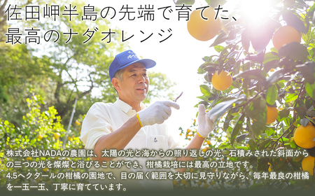 【先行予約】【農家直送】愛媛県産 ナダオレンジ 贈答用 4.5kg（2025年5月中旬より順次発送） IKTC012 