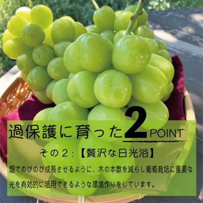 朝もぎ直送!!過保護に育った葡萄『のびのび育てたシャインマスカット』2房　約1.2kg【配送不可地域：離島】