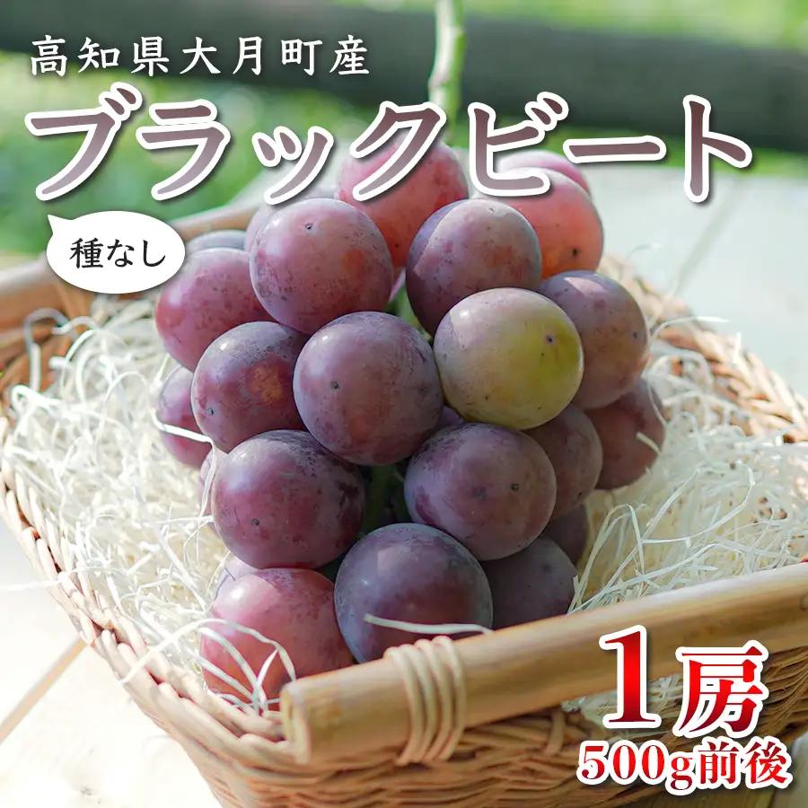 【2026年8月発送予定】ぶどう 種なし ブラックビート 1房 (500g) ブドウ 葡萄 数量限定