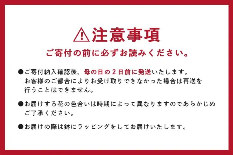 カーネーション 赤系 鉢植え 母の日 贈り物 A07-006 