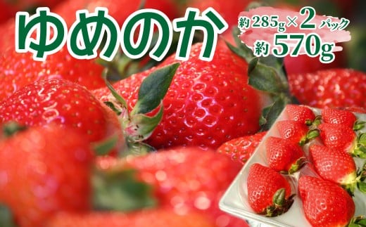 ＜2027年1月頃～3月頃発送（予定）＞【ゆめのか 250×2パック】秀品 いちご イチゴ 苺 ストロベリー 贈答用 ギフト 佐川町産