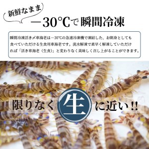 生食用冷凍活き〆福島くるまえび500ｇ【B2-134】（車海老 車エビ 車えび くるまえび クルマエビ 海老 エビ えび 養殖 海鮮 魚介類 長崎 松浦市）