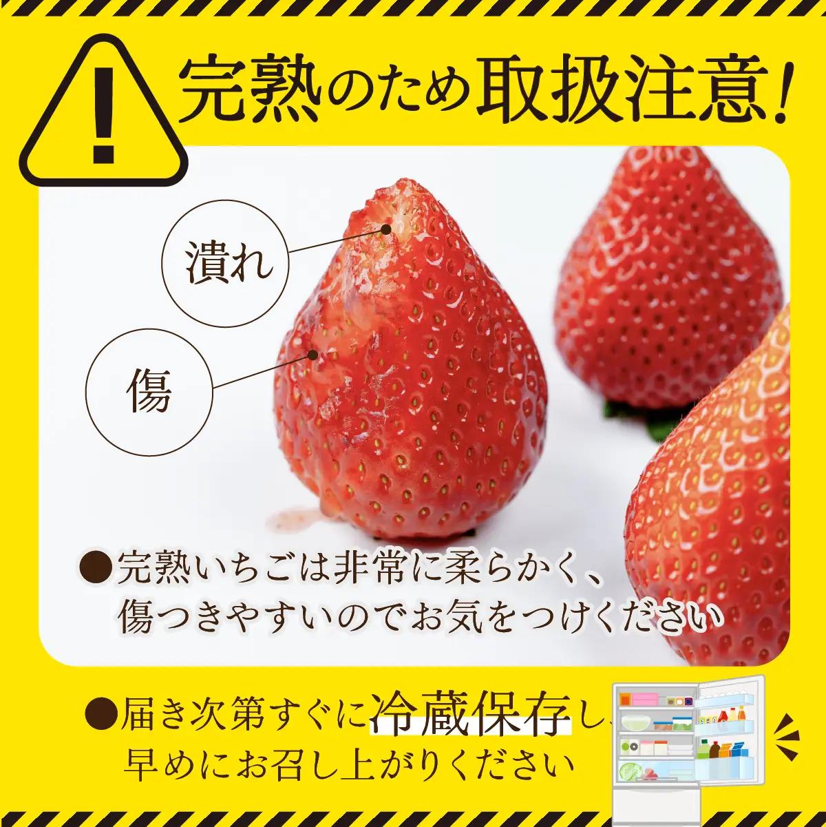いちご【1月以降発送】朝採れとちあいか 大粒 約270g × 4パック 合計 約1080g |イチゴ いちご