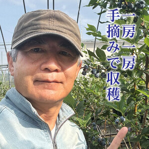 北海道産冷凍ブルーベリー　720g（180g×4袋）　ノーザンハイブッシュ系品種　冷凍　国産　人気　フルーツ　果物　くだもの　スイーツ　加工品　ポリフェノール