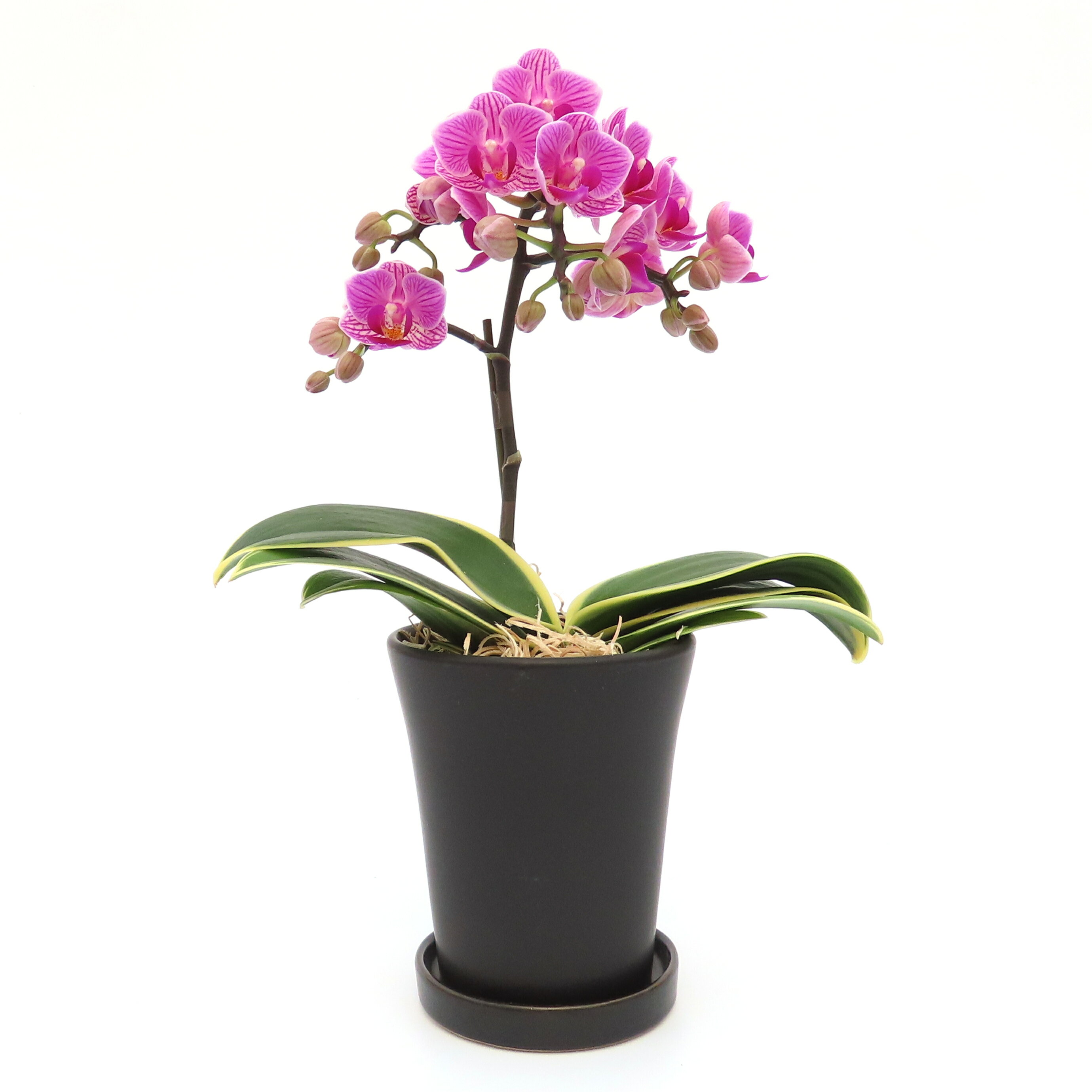 【ふるさと納税】三木市で育てた大和ハウスのミニ胡蝶蘭 COCOLAN ベーシック（1本立ち） 【お花の色お任せ】