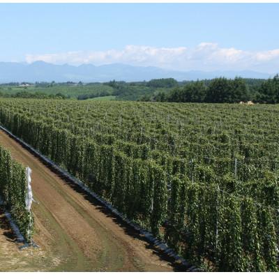 ふるさと納税 音更町 北海道十勝産 ながいも 5kg 2Lサイズ6本【A51】 |  | 01