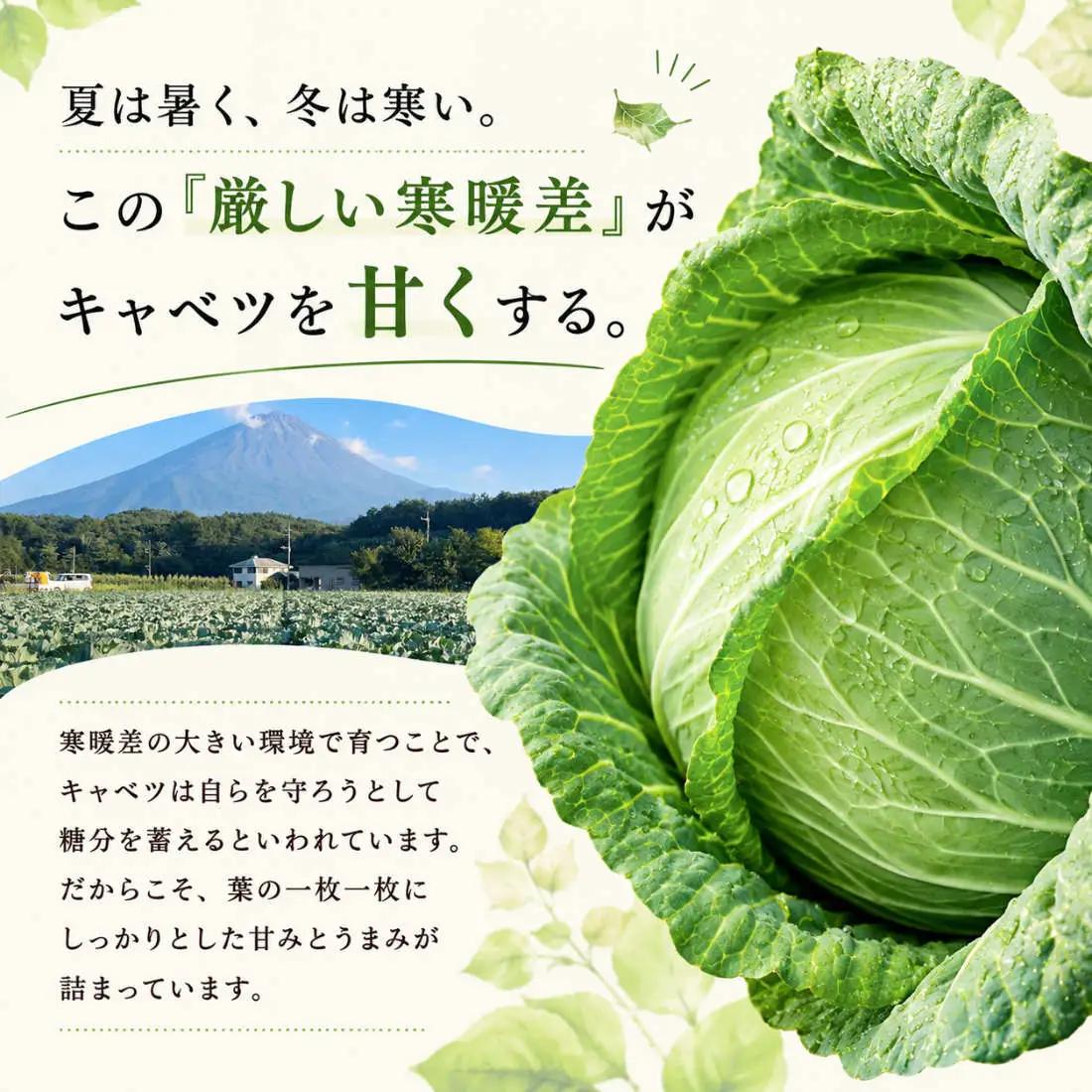 【2026年出荷分先行予約】富士山キャベツ　9kg