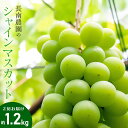 【ふるさと納税】【令和7年産 先行予約】シャインマスカット　2房 約1.2kg　長南農園 | 葡萄 ぶどう 果物 フルーツ