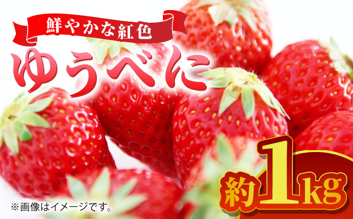 
            【先行予約】ゆうべに 約１kg【くまふる】いちご 苺 イチゴ 冷蔵 くまもと 熊本 熊本県 特産品  [ZBG063]
          