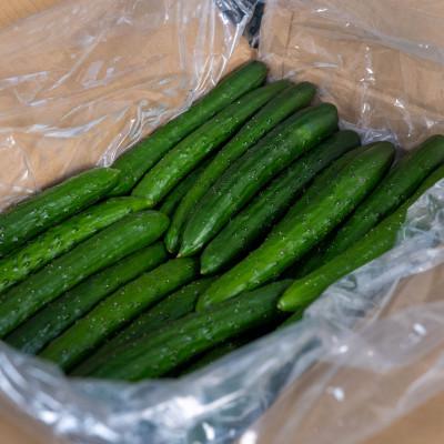 ふるさと納税 平取町 【先行予約/8月以降発送】秀品キュウリ1箱Мサイズ(約5kg)