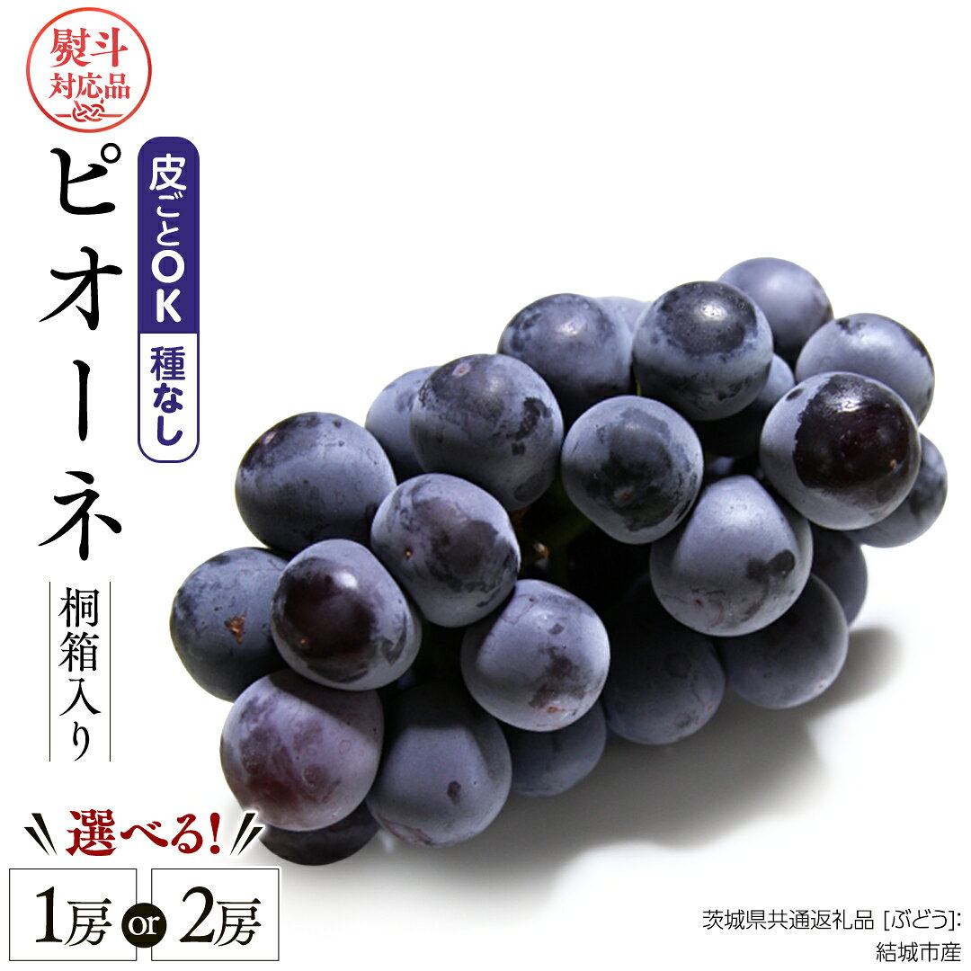 【ふるさと納税】＼ 選べる房数・熨斗対応 ／ 【 桐箱入り 】ピオーネ（ ぶどう ） 1房 2房 【2026年8月から発送開始】（茨城県共通返礼品 [ぶどう]：結城市産） ぶどう ピオーネ 果物 フルーツ 季節 旬