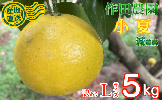【2027年3月より発送】 先行予約 【訳あり】作田農園直送！小夏Ｌサイズ5kg  _ 数量限定 期間限定 減農薬 有機肥料 こなつ くだもの 果物 フルーツ 柑橘 かんきつ 人気