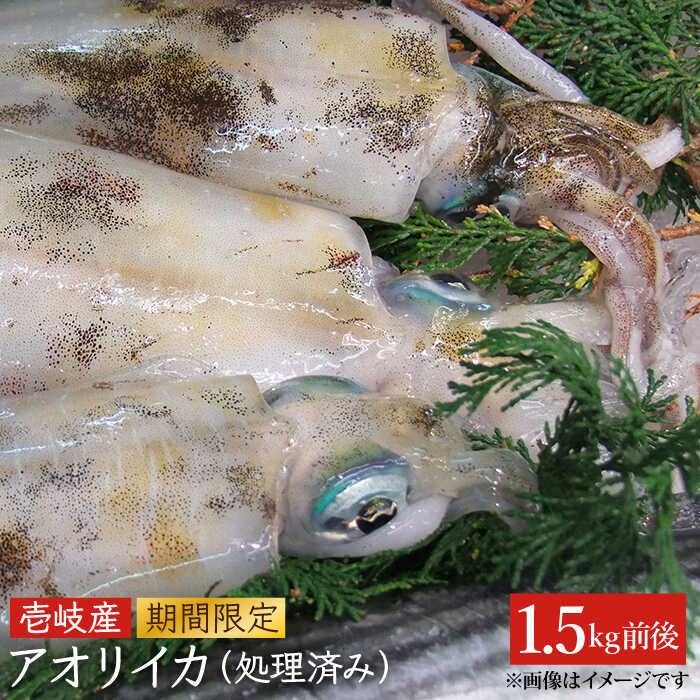 【ふるさと納税】アオリイカ（水イカ）1,500g前後 [JCG019] イカ いか アオリイカ 刺身 刺し身 鮮魚 ゲソ 下足 28000 28000円 のし プレゼント ギフト 冷凍配送