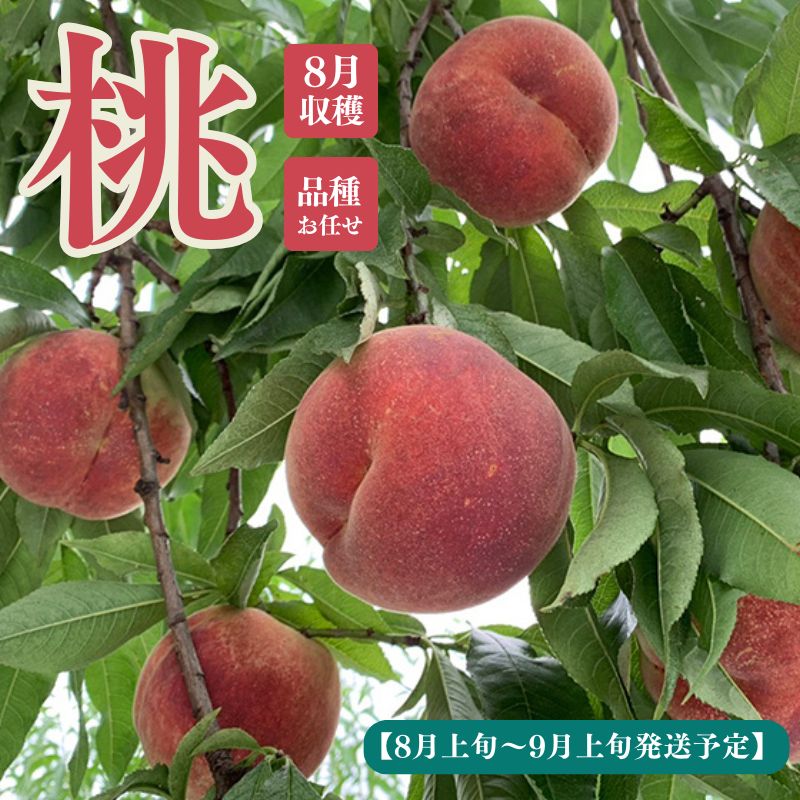 【ふるさと納税】No.1758もも　8月収穫の桃　品種お任せ　約2kg【2025年発送　先行予約】