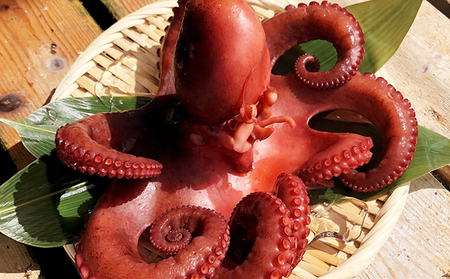 赤穂坂越産 ボイルカットたこ 200g×3パック[ 蛸 たこ タコ ボイル ボイルたこ ボイルタコ ボイルだこ ボイルダコ ]