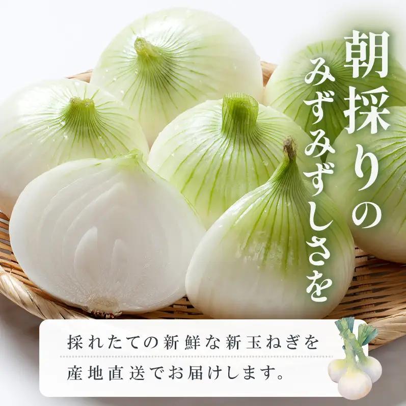 新玉ねぎ 淡路島産 5kg 甘い みずみずしい 新玉ねぎ