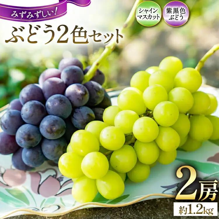【期間限定発送】ぶどう 先行予約 食べ比べ 2色  シャインマスカット 巨峰 or ピオーネ 約 1.2kg