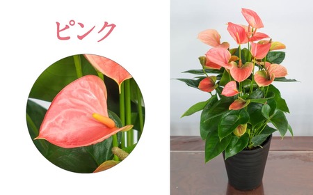 愛んすりうむ（アンスリウム）M（2株寄植え）湖東フラワー 滋賀県 東近江市 B-B05 アンスリウムアンスリューム観葉植物鉢植え花プレゼントギフトお祝いお供えインテリアフラワーグリーンリビング玄関飾り