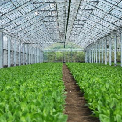 ふるさと納税 島原市 【毎月定期便】産地直送　水菜　10束全6回 |  | 02