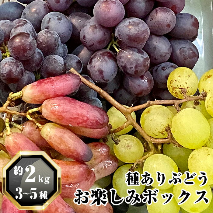 【ふるさと納税】 無農薬 ジベレリン処理なし種ありぶどう お楽しみボックス 計約2kg ／ 果物 フルーツ ブドウ 食べ比べセット 詰合せ 送料無料 埼玉県 No.205