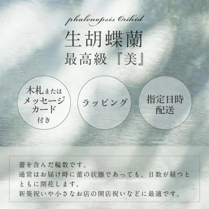 3本立て 胡蝶蘭 27輪～30輪 白色【木製大型木札 または メッセージカード 付き】