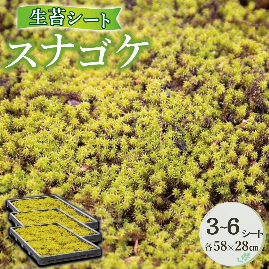 【ふるさと納税】スナゴケ生苔シートセット【北海道・沖縄・離島　配送不可】