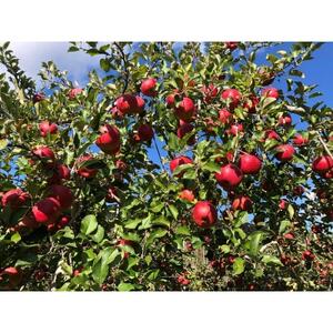 サンふじ 4.5kg(秀16～18玉)【1615464】