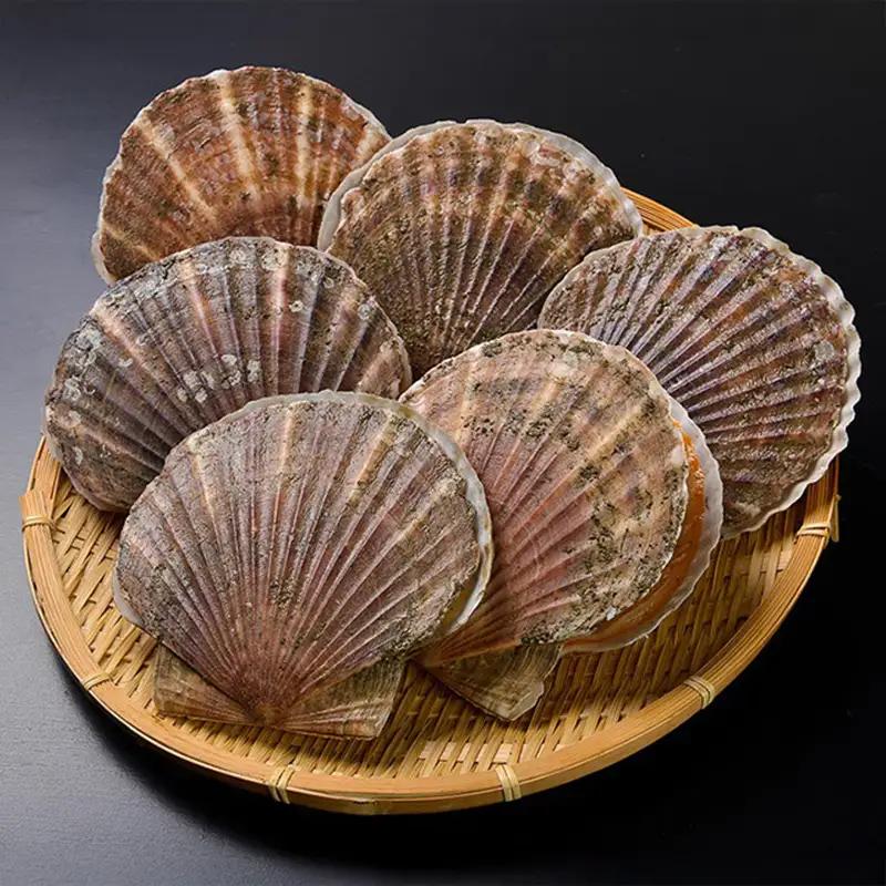 新鮮 北海道 厚岸産 殻付ほたて 1.5kg(4枚～7枚) [ ホタテ 帆立 ほたて 産地直送 貝 バーベキュー ]