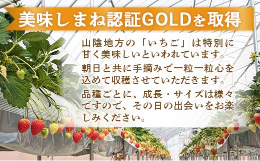 【先行予約】 よつぼし 2パック 【 選べる品種 約290g×2パック 四つ星 イチゴ いちご 苺 ストロベリー 冷蔵 安来市産】【10-FA-12】